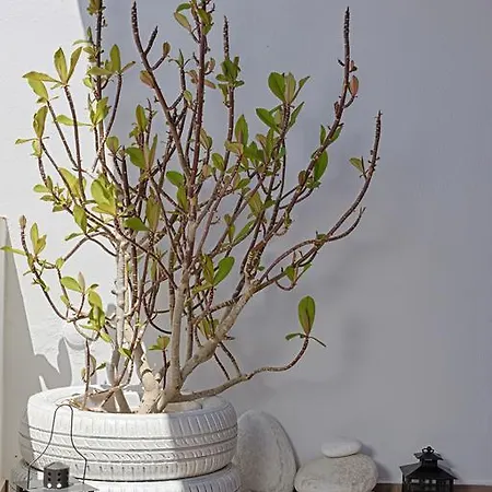 公寓 莱塔公寓 *